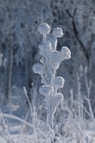 万树银花 - 陕西煤业化工建设(集团)有限公司