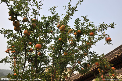 我爱家乡的石榴树