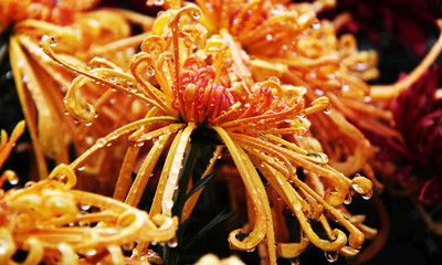 金秋时节醉赏菊花