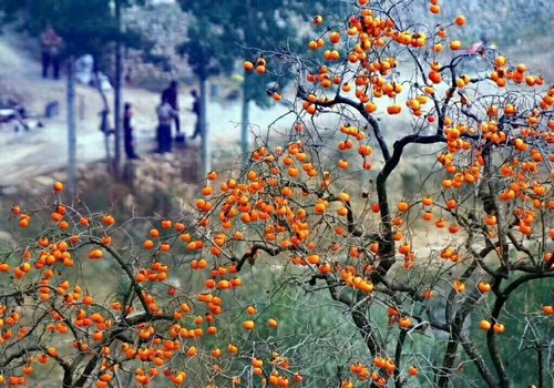 又到柿子成熟时