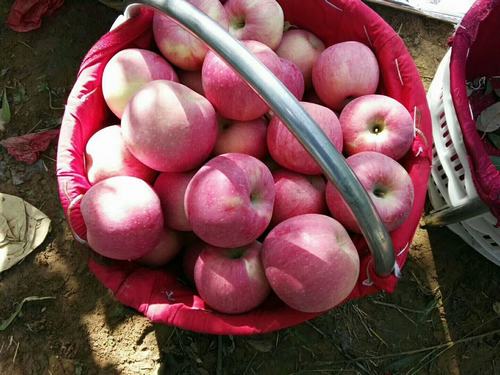 苹果熟了的季节