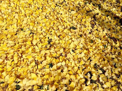 银杏千年，等候的是秋的思念