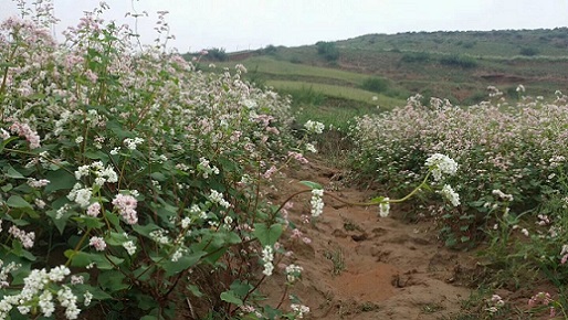 又见荞麦花开