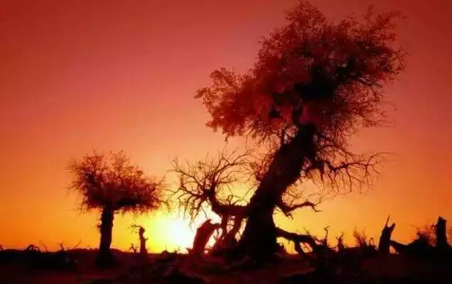 夕阳下的胡杨林