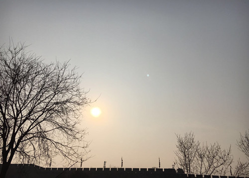 老树·城墙·夕阳