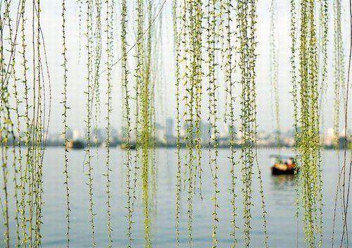 油菜花开满地春