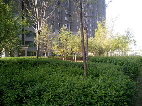 大秦置业公司：神南华府小区再添新绿意