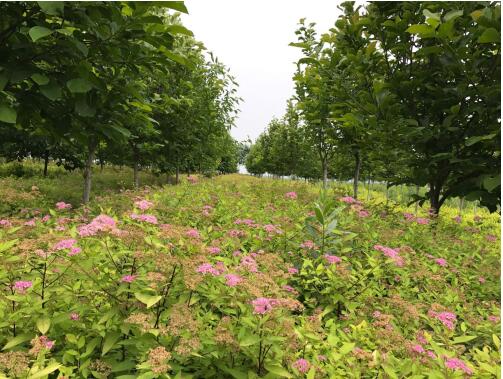 陕西绿宇园林公司:坚持改革不打烊 苗圃发展现成效