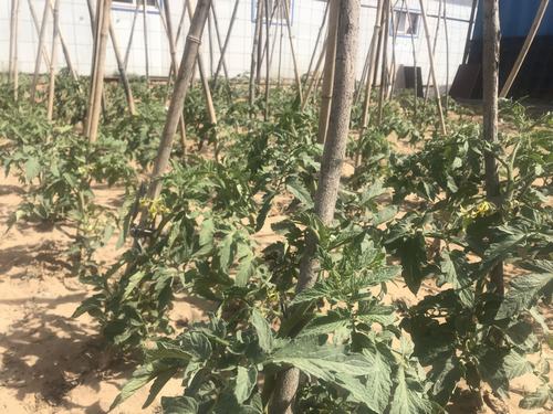 陕煤建设洗选煤运营公司小保当运营项目部打造沙漠中的“绿色农场”