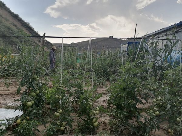 陕煤建设天工公司安装三部餐桌上的“营养绿”