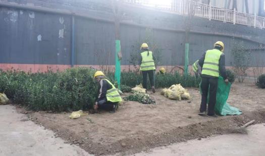 陕煤建设绿宇公司：龙钢厂区再添绿色“新衣”