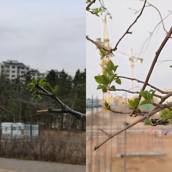 抬头看，鄂尔多斯的春天