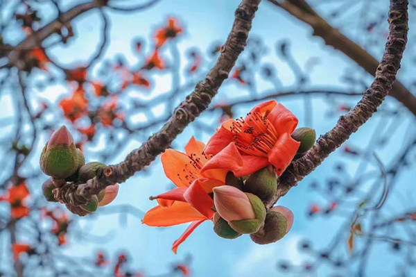 最是枝头春意闹