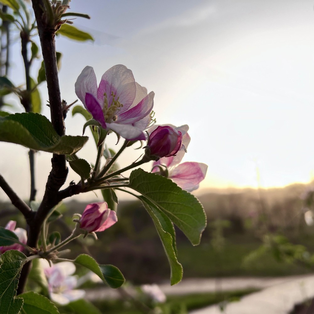 花开成景 花落成诗