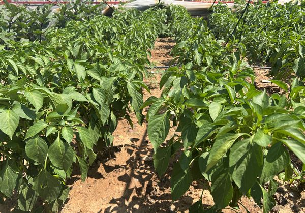 陕煤建设天工公司土建十七项目部：“蔬新”的菜园子