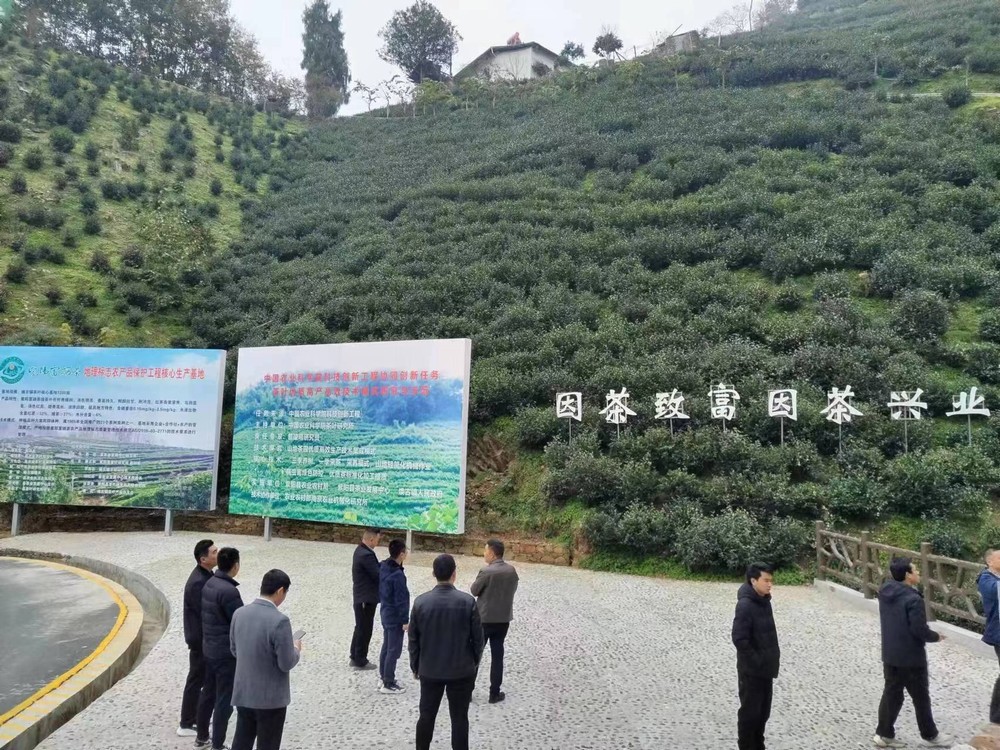 陕煤建设驻村工作队“走出去”寻觅茶产业 发展良方