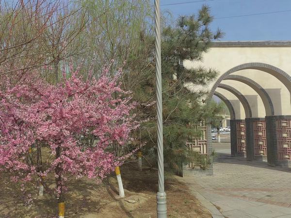 桃花花开在四月天