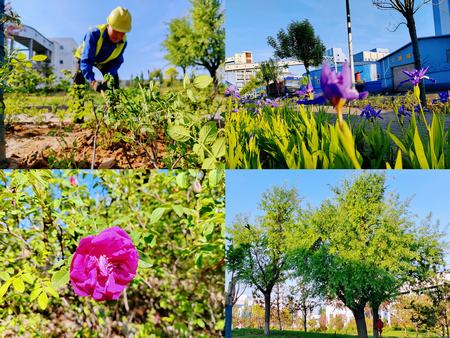 陕煤建设洗选煤运营公司红柳林洗煤厂项目部： 夯实“绿”的底色    呵护“眼”的清灵