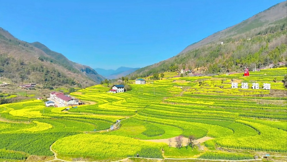 陕煤建设汉中分公司：花海盛景中绽放企业风采