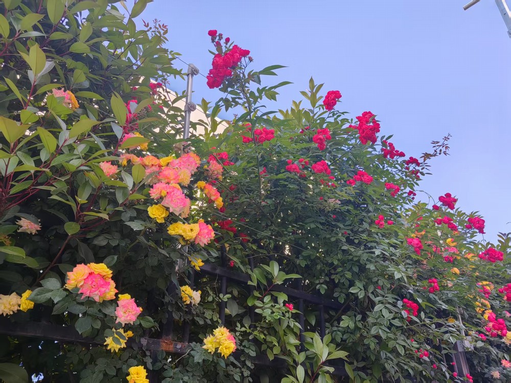 围墙花簇映发展  奋进征程绽华光