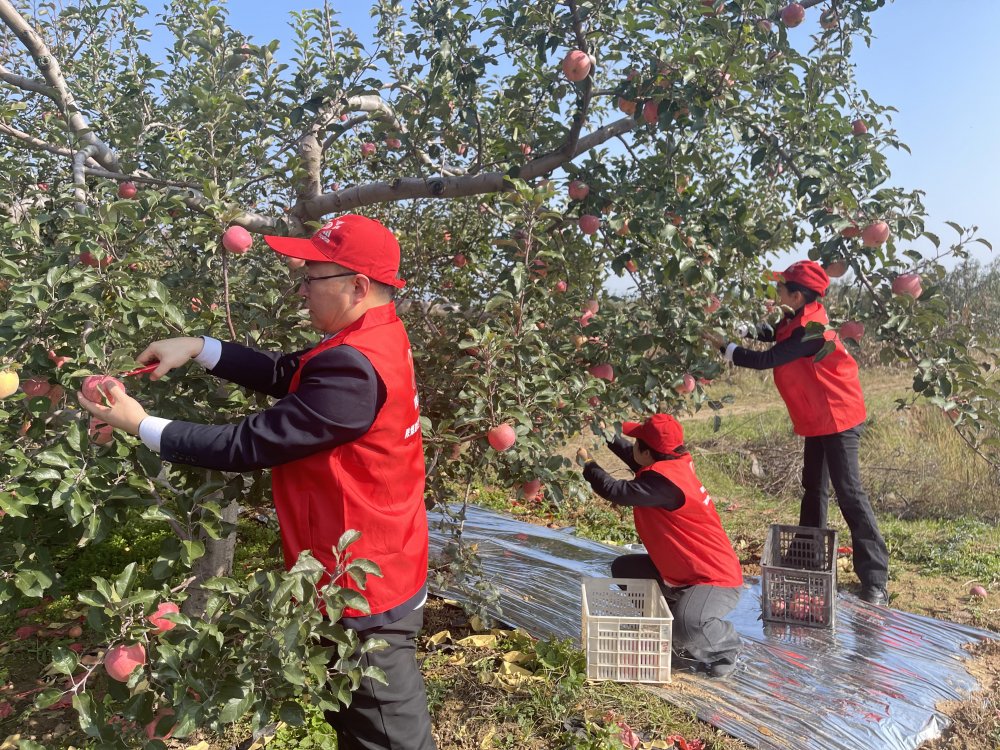陕煤建设澄合分公司机关党支部:党员助农采摘忙 苹果园里践初心