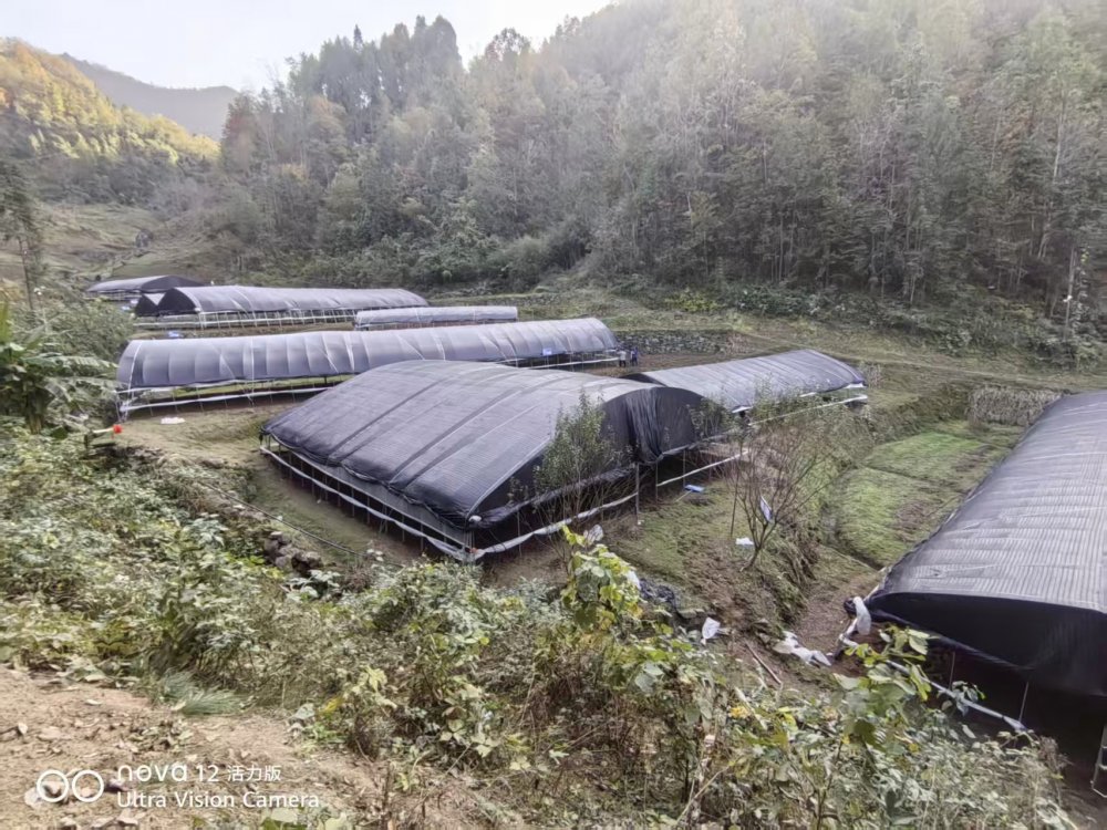 陕煤建设定点帮扶村:“菌”力量撑起“致富伞”