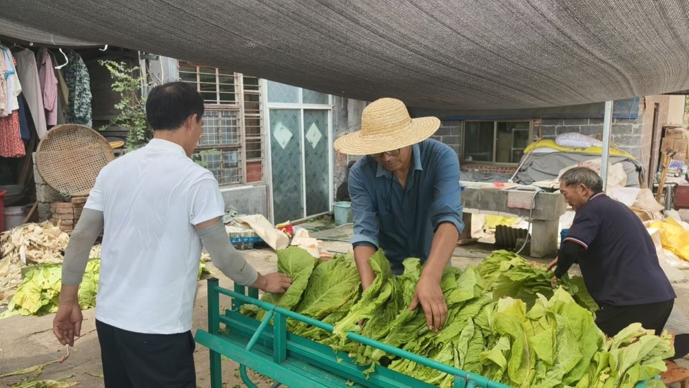 陕煤建设定点帮扶村：小小烤烟产业旺 定点帮扶助民富