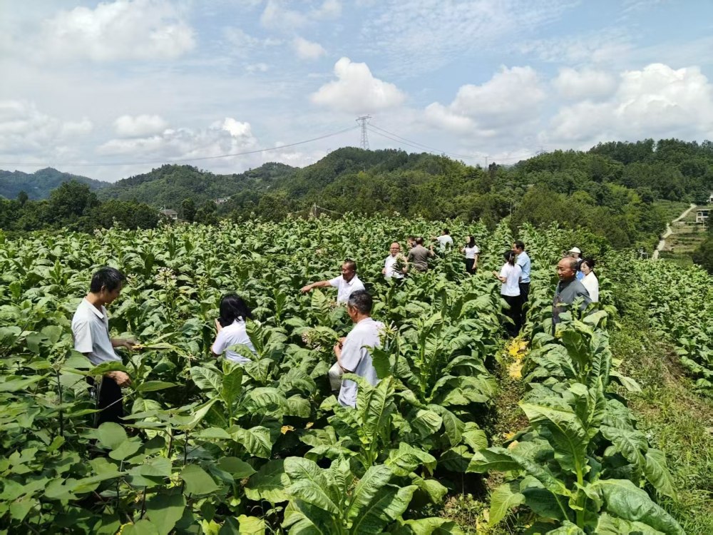 陕煤建设定点帮扶村：践行“四千精神” 深耕秦巴沃土 实干笃行绘就振兴画卷